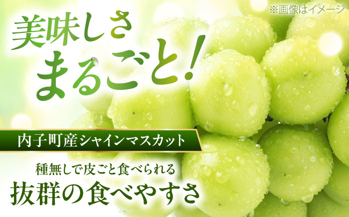 シャインマスカット・ピオーネのセット 1.0kg ／ シャインマスカット 大人気 愛媛県 美味しい 人気 皮ごと 葡萄 ブドウ 愛媛県産 内子町産 新鮮 旬 フルーツ 果物 くだもの【株式会社フジ・アグリフーズ】 [BKAY012]