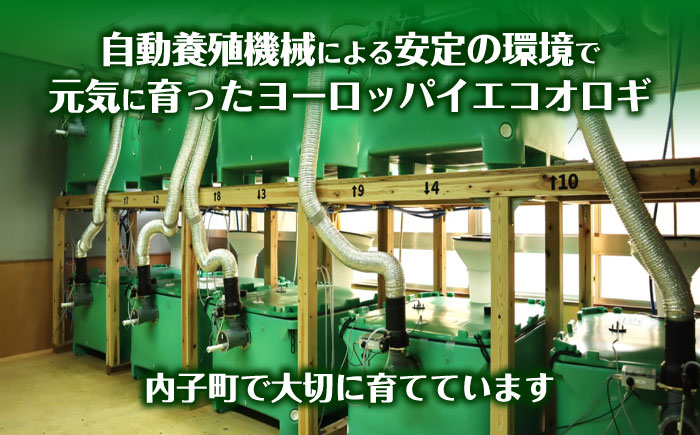 毎週土曜日お届け限定 活きヨーロッパイエコオロギSサイズ500匹／コオロギ 生餌 こおろぎ ペット用 爬虫類 エサ 餌 内子町【株式会社ヒューネット風の谷うちこおろぎファーム】 [BKBN004]