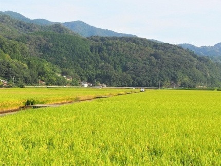 内子からり米　令和7年産ヒノヒカリ（精米10kg×1袋）【北海道・沖縄配送不可】