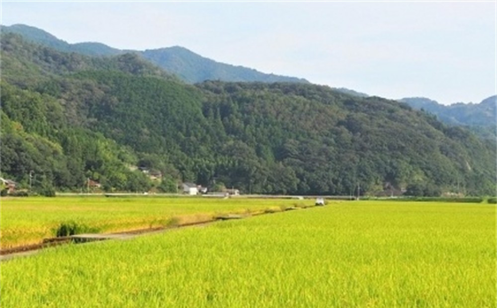 【 12ヶ月定期便】内子からり米　令和7年産ヒノヒカリ（精米10kg×2袋）×12ヶ月【北海道・沖縄配送不可】