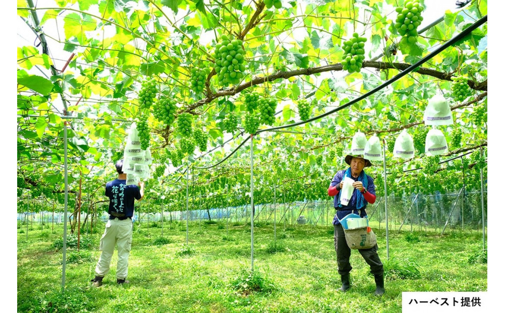 ドライシャインマスカット（２袋セット・化粧箱入）