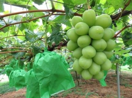 内子町産 シャインマスカット 青秀以上 3～5房 約2kg ＜2026年8月下旬～発送開始＞