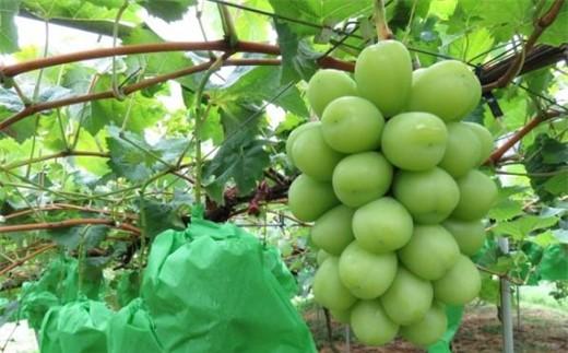 内子町産 シャインマスカット 約700g　パック詰め ＜2026年8月下旬～発送開始＞