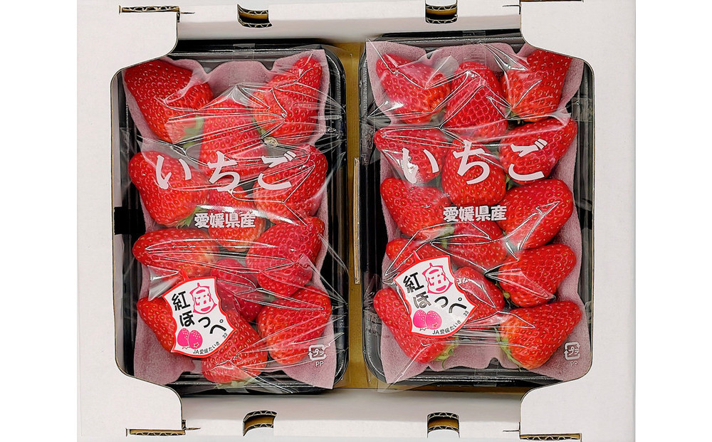 内子町産　いちご「紅ほっぺ」　2パック