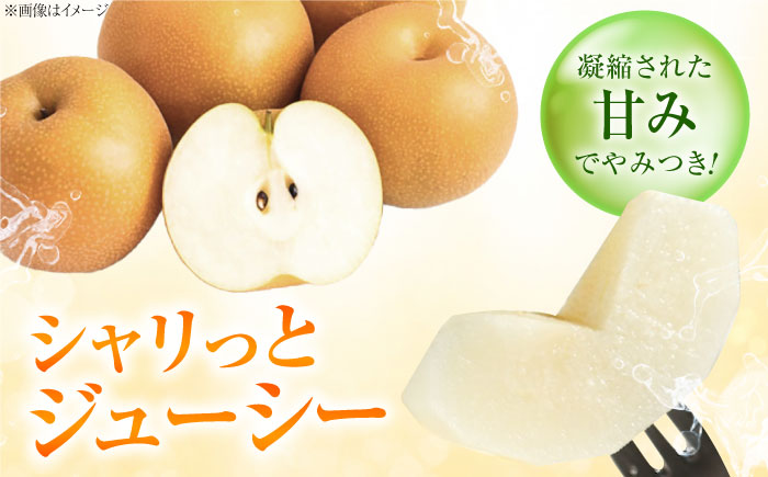 藤渕果樹園の新高梨（にいたかなし） 5～6玉入り 〈2026年10月～発送〉 ／ 梨 なし フルーツ 果物 くだもの 食品 人気 おすすめ 季節のフルーツ 新高梨 【株式会社内子フレッシュパークからり】 [BKAD021]