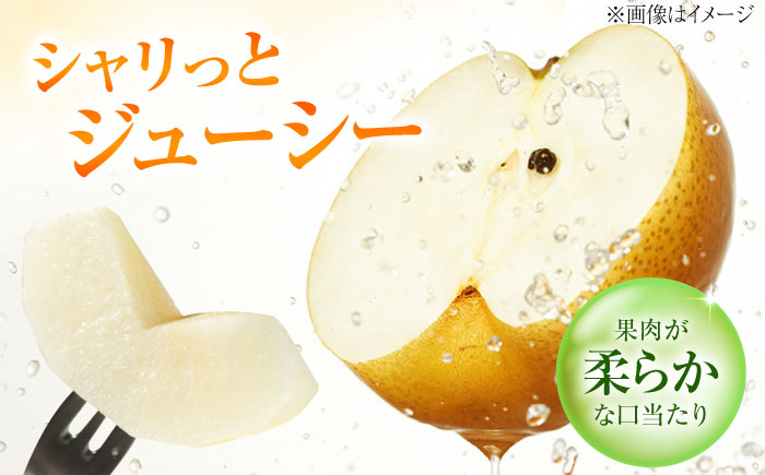 藤渕果樹園のあきあかり梨 5～6玉 〈2026年8月～発送〉 ／ フルーツ 果物 くだもの 食品 人気 おすすめ 梨 なし あきあかり 旬 ギフト 【株式会社内子フレッシュパークからり】 [BKAD022]