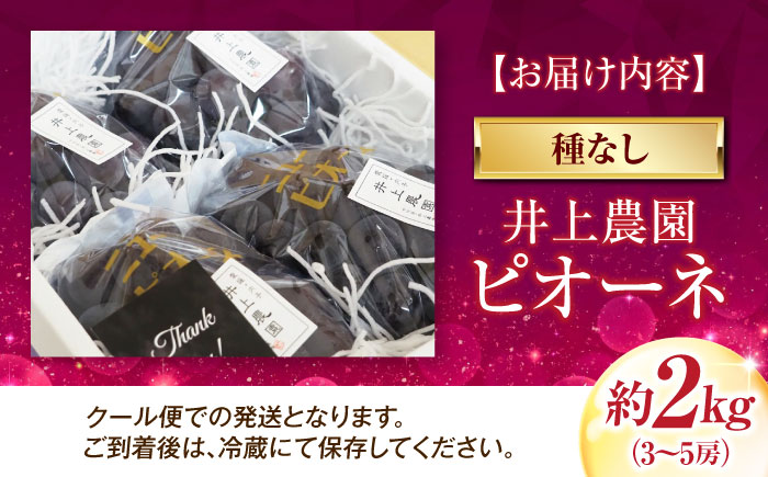 井上農園のピオーネ（種無し） 約2kg 3～5房入 〈2026年8月～発送〉 ／ ぴおーね 葡萄 フルーツ 果物 人気 おすすめ 種なし 種無し 甘い 濃厚 高級 【株式会社内子フレッシュパークからり】 [BKAD042]