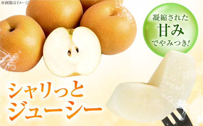 藤渕果樹園のあきづき梨 8～10玉入 〈2026年8月～発送〉 ／ フルーツ 果物 くだもの 食品 人気 おすすめ 送料無料 梨 なし 果実 あきづきなし 【株式会社内子フレッシュパークからり】 [BKAD047]