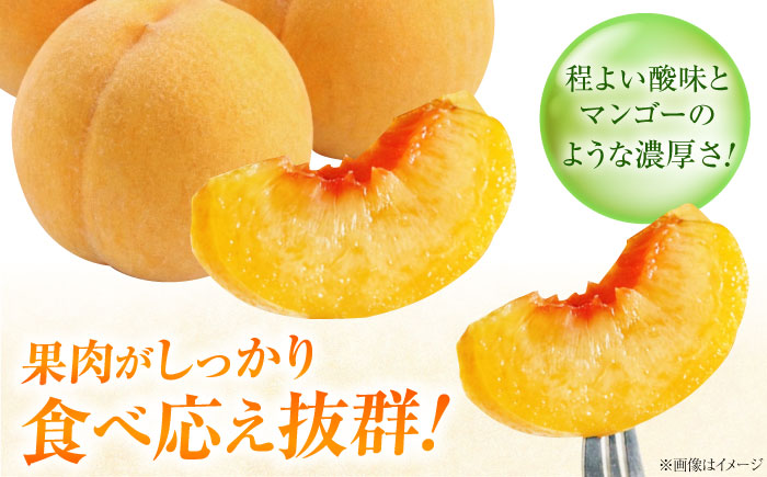 【先行予約】 藤渕果樹園の黄金桃（おうごんとう） 10～12玉入り 〈2026年8月～発送〉 ／ 桃 もも 黄桃 フルーツ 果物 くだもの 季節のフルーツ 【株式会社内子フレッシュパークからり】 [BKAD080]