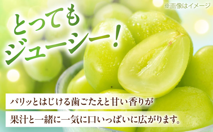 シャインマスカット ムジ 3～5房 約2kg ＜2026年8月下旬～発送開始＞ ／ シャインマスカット 大人気 愛媛県 美味しい 人気 皮ごと 葡萄 ブドウ 愛媛県産 内子町産 新鮮 旬 フルーツ 果物 くだもの【株式会社フジ・アグリフーズ】 [BKAY004]
