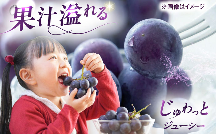 ピオーネ ムジ 4～6房 2Kg ＜2025年8月下旬から発送＞【北海道・沖縄配送不可】 ／ ブドウ 美味しい ぶどう ピオーネ 大人気 葡萄 愛媛県 葡萄 新鮮 旬 フルーツ 果物 食品 葡萄 新鮮【株式会社フジ・アグリフーズ】 [BKAY011]