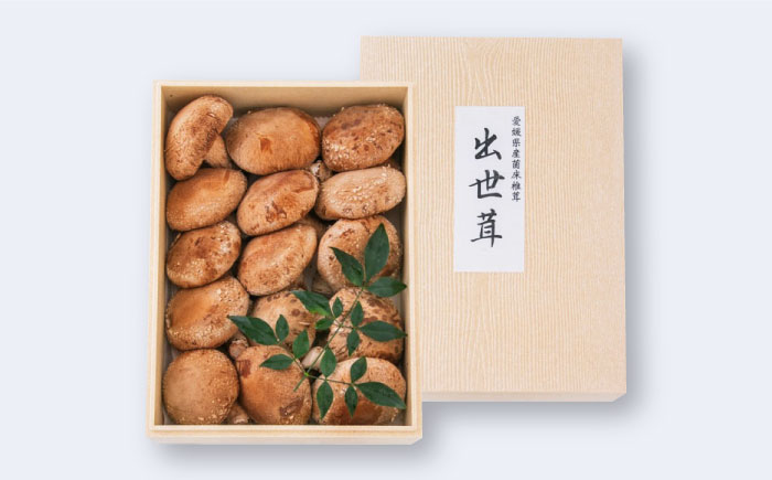 生しいたけ 15枚入 ／ しいたけ 椎茸 シイタケ きのこ キノコ 野菜 愛媛県 内子町産【株式会社フジ・アグリフーズ】 [BKAY014]