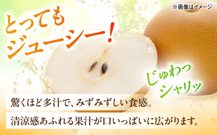 豊水梨【10～16玉】＜2026年8月下旬から発送＞【北海道・沖縄配送不可】 ／ 梨 なし ナシ 和梨 果物 フルーツ 国産 産地直送【株式会社フジ・アグリフーズ】 [BKAY023]