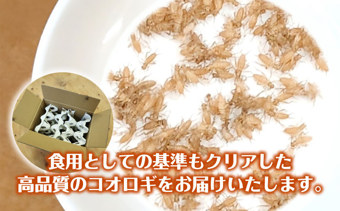 毎週土曜日お届け限定 活きヨーロッパイエコオロギSサイズ500匹／コオロギ 生餌 こおろぎ ペット用 爬虫類 エサ 餌 内子町【株式会社ヒューネット風の谷うちこおろぎファーム】 [BKBN004]