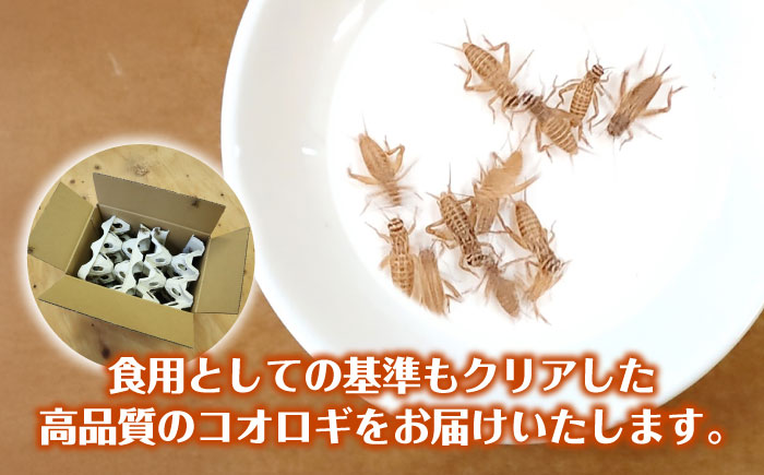 毎週土曜日お届け限定 活きヨーロッパイエコオロギ Mサイズ300匹／コオロギ 生餌 こおろぎ ペット用 爬虫類 エサ 餌 内子町【株式会社ヒューネット風の谷うちこおろぎファーム】 [BKBN005]