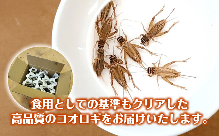 毎週土曜日お届け限定 活きヨーロッパイエコオロギ Lサイズ200匹【北海道・東北・関東・沖縄・離島配送不可】／コオロギ 生餌 こおろぎ ペット用 爬虫類 エサ 餌 内子町【株式会社ヒューネット風の谷うちこおろぎファーム】 [BKBN006]