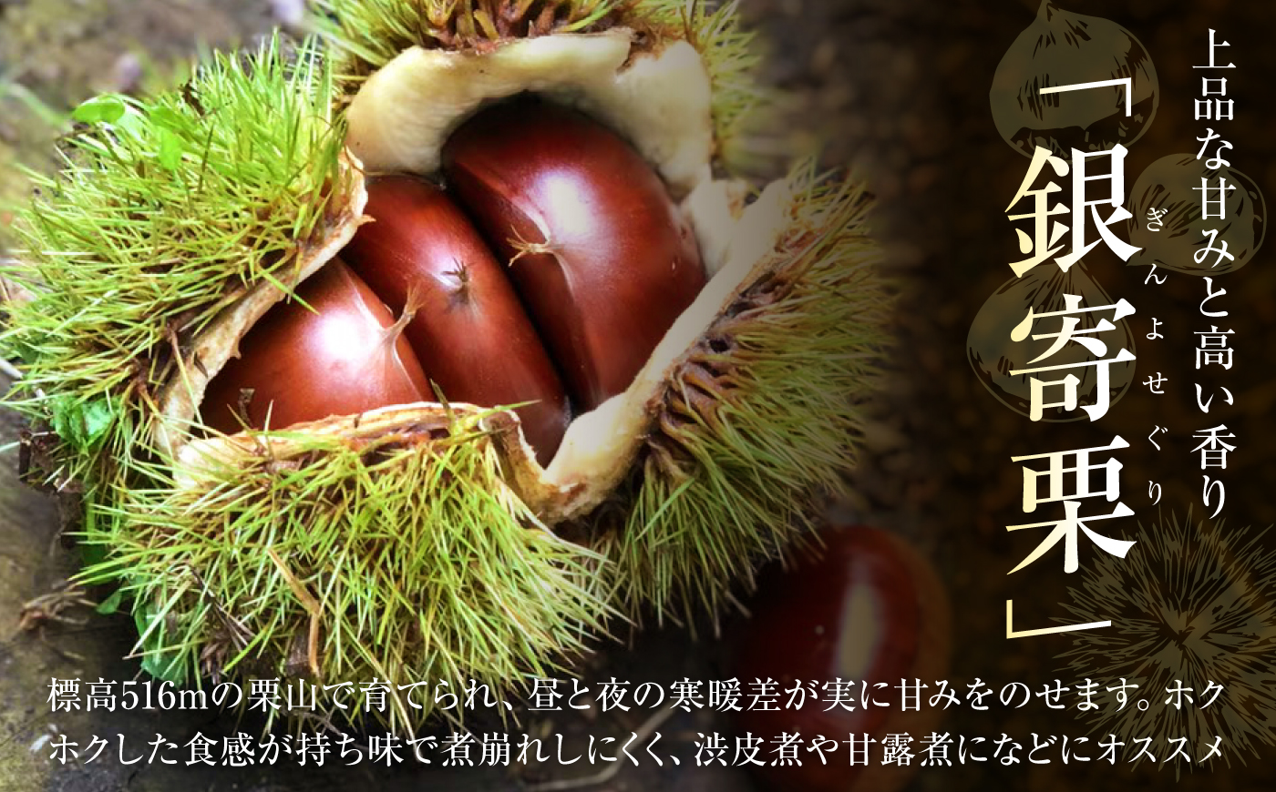 【先行予約】特大熟成栗 3L 1kg 約30粒 農林水産大臣賞9度受賞 / 栗 くり 和栗 熟成栗 氷温熟成 銀寄 銀寄栗 大粒 特大 3L 栗ご飯 内子町 / 萬奥農園 [BKCC005]