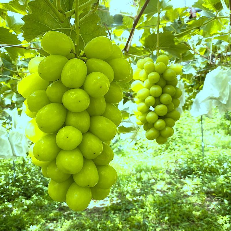 BLOOM LEAF シャインマスカット2房 ＜2026年9月5日頃から発送開始＞