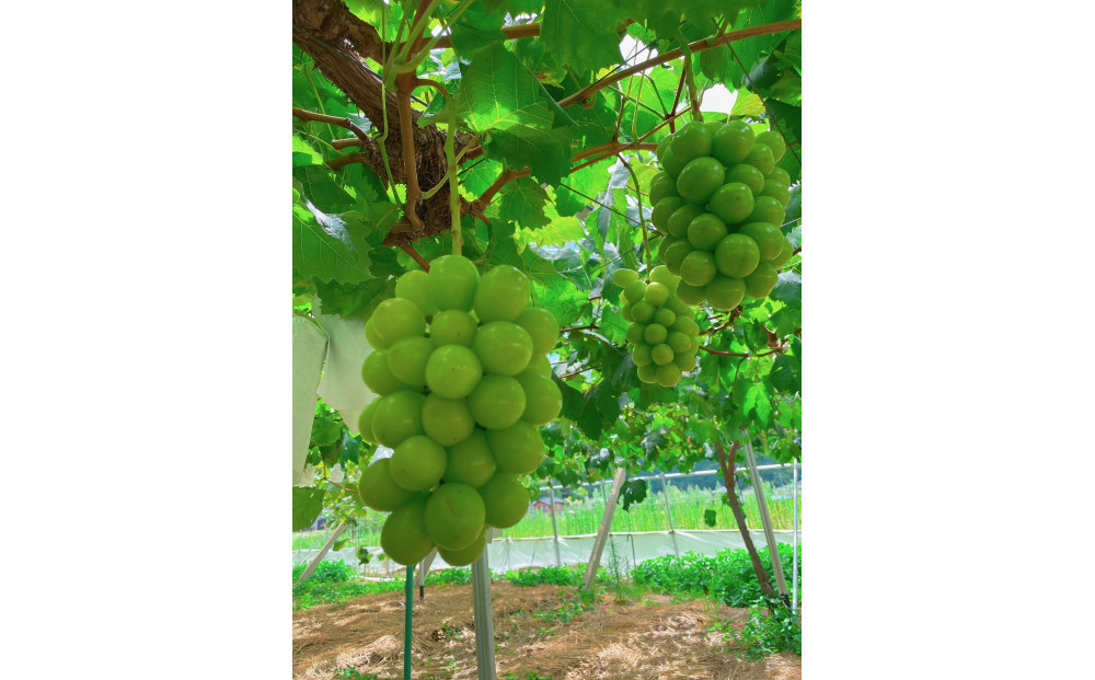 3回定期便　内子町産　梨・ぶどう・柿　旬のフルーツ定期便【北海道・沖縄配送不可】