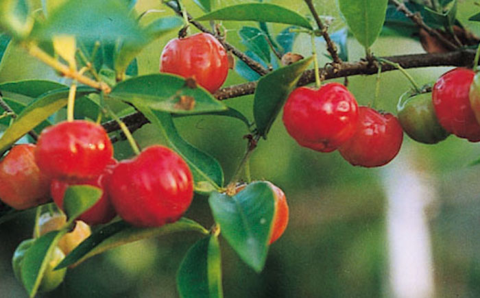 創業明治26年 老舗 「内子・森文」おいしい酢卵木箱セット（360ml×2本） ／ 食品 加工食品 人気 おすすめ 送料無料 健康 ビガー ドリンク ビタミンC ドリンク 飲料 のみもの 飲み物 【森文醸造株式会社】 [BKAA011]