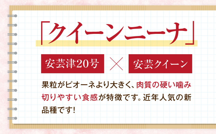 井上農園の厳選赤ぶどう（種無し） 約2kg 3から5房入 〈2026年9月から発送〉 ／ 赤ブドウ ぶどう 葡萄 フルーツ 果実 お取り寄せ おすすめ 甘い 種なし 果物 【株式会社内子フレッシュパークからり】 [BKAD038]