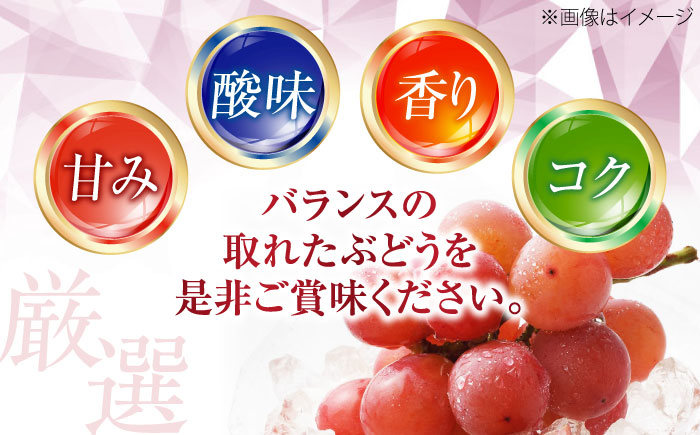 福岡巨峰園の厳選ぶどう詰め合わせ（種無し） 約2kg 3～5房入 〈2026年8月～発送〉 ／ フルーツ 果物 くだもの 食品 人気 おすすめ 送料無料 ぶどう ブドウ 葡萄 食べ比べ セット 【株式会社内子フレッシュパークからり】 [BKAD041]