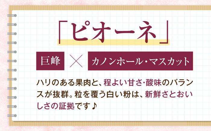 井上農園のピオーネ（種無し） 約2kg 3～5房入 〈2026年8月～発送〉 ／ ぴおーね 葡萄 フルーツ 果物 人気 おすすめ 種なし 種無し 甘い 濃厚 高級 【株式会社内子フレッシュパークからり】 [BKAD042]