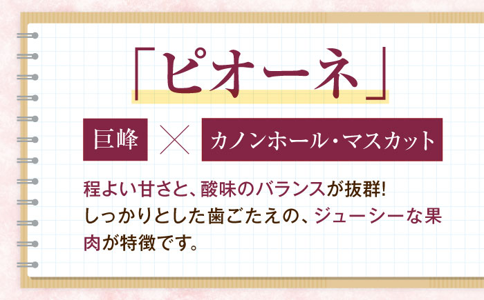大程農園のピオーネ（種無し） 約2kg 3～5房入 〈2026年8月～発送〉 ／ フルーツ 果物 くだもの 食品 人気 おすすめ 送料無料 ピオーネ 葡萄 ブドウ 種無し たねなし 【株式会社内子フレッシュパークからり】 [BKAD044]
