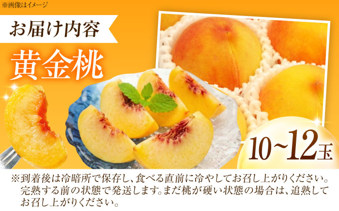 【先行予約】 藤渕果樹園の黄金桃（おうごんとう） 10～12玉入り 〈2026年8月～発送〉 ／ 桃 もも 黄桃 フルーツ 果物 くだもの 季節のフルーツ 【株式会社内子フレッシュパークからり】 [BKAD080]