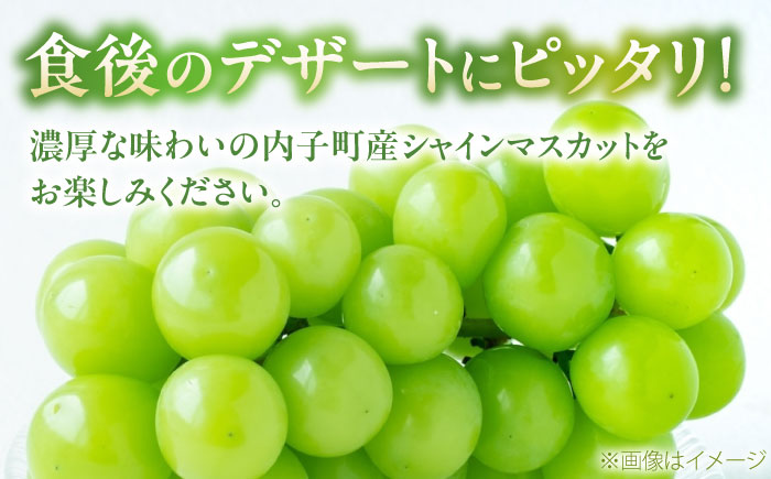 シャインマスカット ムジ 3～5房 約2kg ＜2026年8月下旬～発送開始＞ ／ シャインマスカット 大人気 愛媛県 美味しい 人気 皮ごと 葡萄 ブドウ 愛媛県産 内子町産 新鮮 旬 フルーツ 果物 くだもの【株式会社フジ・アグリフーズ】 [BKAY004]