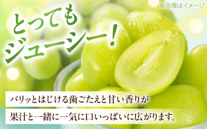 シャインマスカット 秀品 3～5房 約2kg ＜2026年8月下旬～発送開始＞ ／ シャインマスカット 大人気 愛媛県 美味しい 人気 皮ごと 葡萄 ブドウ 愛媛県産 内子町産 新鮮 旬 フルーツ 果物 くだもの【株式会社フジ・アグリフーズ】 [BKAY005]