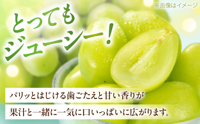 シャインマスカット 350g×2パック パック詰め ＜2026年8月下旬～発送開始＞ ／ シャインマスカット 大人気 愛媛県 美味しい 人気 皮ごと 葡萄 ブドウ 愛媛県産 内子町産 新鮮 旬 フルーツ 果物 くだもの【株式会社フジ・アグリフーズ】 [BKAY006]