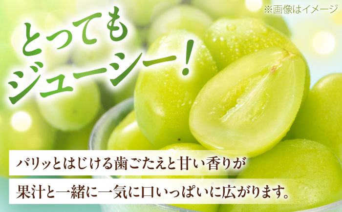 【先行予約】内子町産シャインマスカット 赤秀 1房入 750g以上 ＜2025年8月下旬から発送＞【北海道・沖縄配送不可】 ／ シャインマスカット 大人気 愛媛県 美味しい 人気 皮ごと 葡萄 ブドウ 愛媛県産 内子町産 新鮮 旬 フルーツ 果物 くだもの【株式会社フジ・アグリフーズ】 [BKAY007]