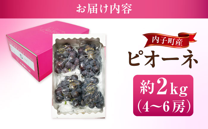 ピオーネ ムジ 4～6房 2Kg ＜2025年8月下旬から発送＞【北海道・沖縄配送不可】 ／ ブドウ 美味しい ぶどう ピオーネ 大人気 葡萄 愛媛県 葡萄 新鮮 旬 フルーツ 果物 食品 葡萄 新鮮【株式会社フジ・アグリフーズ】 [BKAY011]