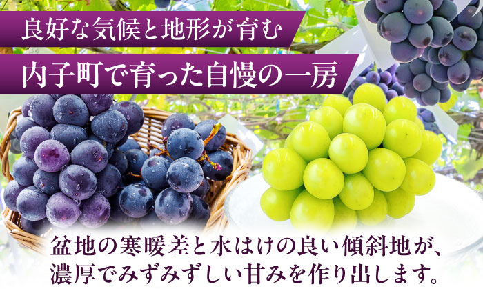 シャインマスカット・ピオーネのセット 1.0kg ／ シャインマスカット 大人気 愛媛県 美味しい 人気 皮ごと 葡萄 ブドウ 愛媛県産 内子町産 新鮮 旬 フルーツ 果物 くだもの【株式会社フジ・アグリフーズ】 [BKAY012]