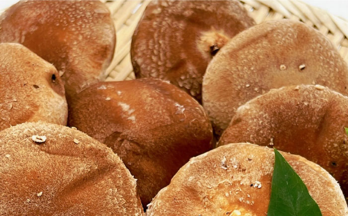 生しいたけ 15枚入 ／ しいたけ 椎茸 シイタケ きのこ キノコ 野菜 愛媛県 内子町産【株式会社フジ・アグリフーズ】 [BKAY014]