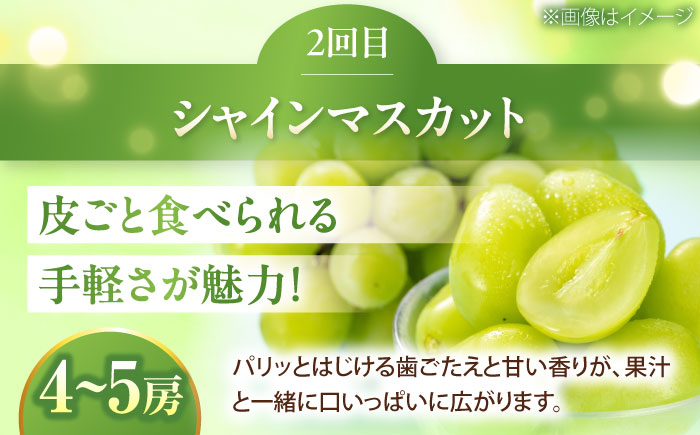 【3回定期便】梨・ぶどう・柿 旬のフルーツ定期便【北海道・沖縄配送不可】 ／かき カキ ブドウ 葡萄 梨 なし ナシ 和梨 果物 フルーツ 国産 産地直送【株式会社フジ・アグリフーズ】 [BKAY030]