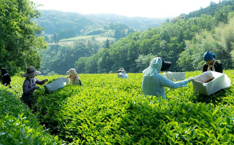 【全12回定期便】オーガニックのべにふうき緑茶 (85g×1個) 愛媛県 内子町 / にのらく茶園 [BKBR009]