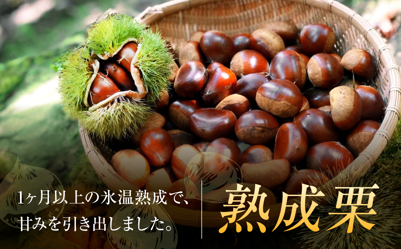 【先行予約】特大熟成栗 3L 1kg 約30粒 農林水産大臣賞9度受賞 / 栗 くり 和栗 熟成栗 氷温熟成 銀寄 銀寄栗 大粒 特大 3L 栗ご飯 内子町 / 萬奥農園 [BKCC005]