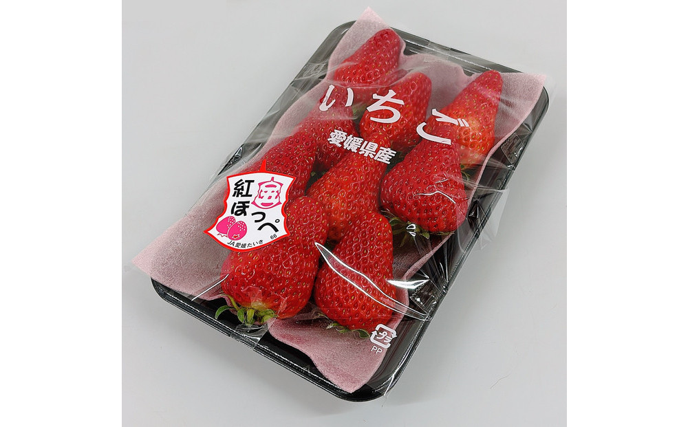 内子町産　いちご「紅ほっぺ」　2パック