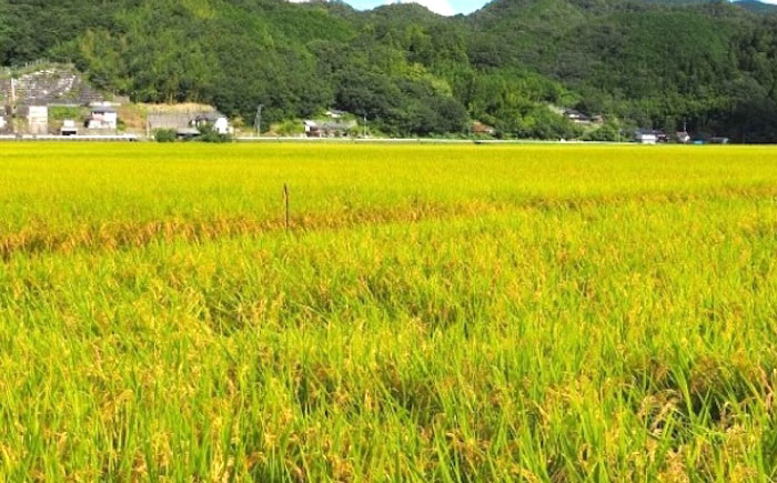 内子からり米使用 もち麦ご飯 10パック 自社栽培内子からり米にこまる・内子町産もち麦使用 ／ 米 もち麦 ごはん 愛媛県産 お米 パックご飯 【株式会社内子フレッシュパークからり】 [BKAD006]