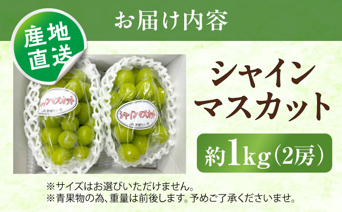 シャインマスカット 秀品 2房 1.0kg ＜2026年8月下旬～発送開始＞ ／ シャインマスカット 大人気 愛媛県 美味しい 人気 皮ごと 葡萄 ブドウ 愛媛県産 内子町産 新鮮 旬 フルーツ 果物 くだもの【株式会社フジ・アグリフーズ】 [BKAY003]