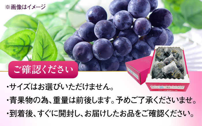ピオーネ 青秀以上 4～6房 2kg ＜2025年8月下旬から発送＞【北海道・沖縄配送不可】 ／ ブドウ 美味しい ぶどう ピオーネ 大人気 葡萄 愛媛県 葡萄 新鮮 旬 フルーツ 果物 食品 葡萄 新鮮【株式会社フジ・アグリフーズ】 [BKAY010]