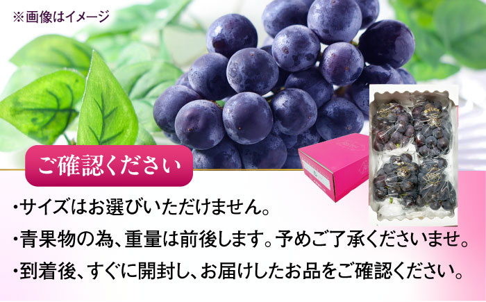 ピオーネ ムジ 4～6房 2Kg ＜2025年8月下旬から発送＞【北海道・沖縄配送不可】 ／ ブドウ 美味しい ぶどう ピオーネ 大人気 葡萄 愛媛県 葡萄 新鮮 旬 フルーツ 果物 食品 葡萄 新鮮【株式会社フジ・アグリフーズ】 [BKAY011]