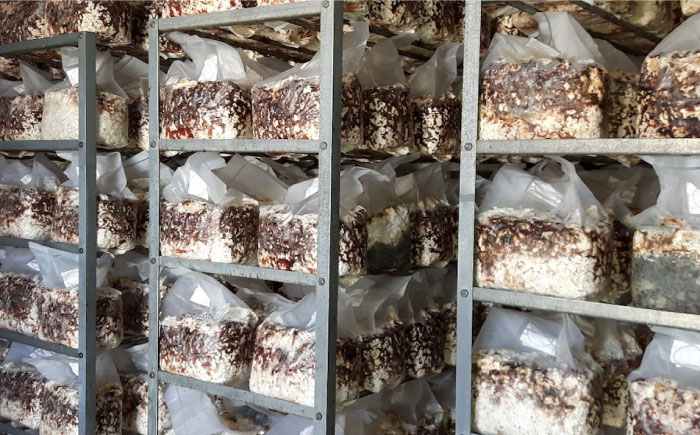 生しいたけ 15枚入 ／ しいたけ 椎茸 シイタケ きのこ キノコ 野菜 愛媛県 内子町産【株式会社フジ・アグリフーズ】 [BKAY014]