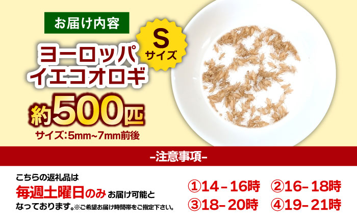 毎週土曜日お届け限定 活きヨーロッパイエコオロギSサイズ500匹／コオロギ 生餌 こおろぎ ペット用 爬虫類 エサ 餌 内子町【株式会社ヒューネット風の谷うちこおろぎファーム】 [BKBN004]