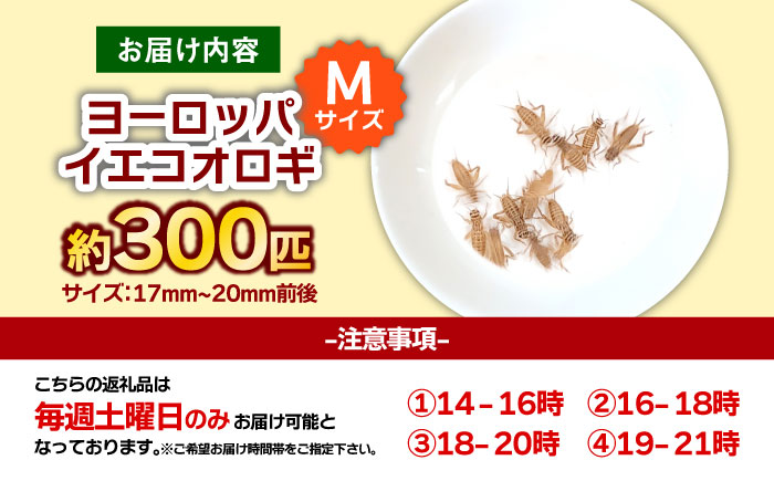 毎週土曜日お届け限定 活きヨーロッパイエコオロギ Mサイズ300匹／コオロギ 生餌 こおろぎ ペット用 爬虫類 エサ 餌 内子町【株式会社ヒューネット風の谷うちこおろぎファーム】 [BKBN005]