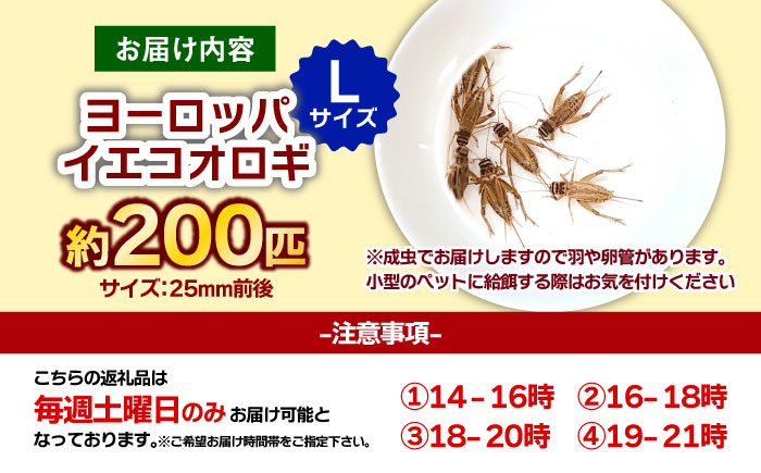 毎週土曜日お届け限定 活きヨーロッパイエコオロギ Lサイズ200匹【北海道・東北・関東・沖縄・離島配送不可】／コオロギ 生餌 こおろぎ ペット用 爬虫類 エサ 餌 内子町【株式会社ヒューネット風の谷うちこおろぎファーム】 [BKBN006]