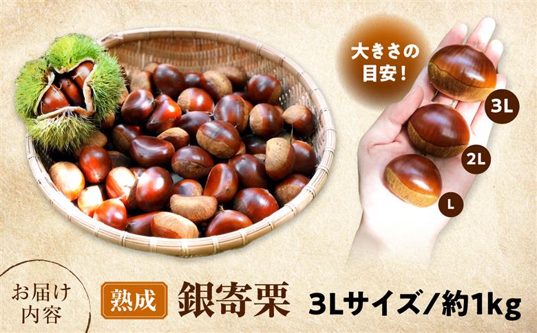 【先行予約】特大熟成栗 3L 1kg 約30粒 農林水産大臣賞9度受賞 / 栗 くり 和栗 熟成栗 氷温熟成 銀寄 銀寄栗 大粒 特大 3L 栗ご飯 内子町 / 萬奥農園 [BKCC005]