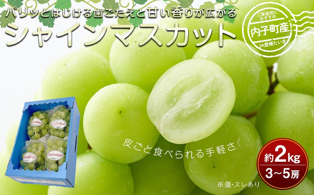 内子町産 シャインマスカット ムジ 3～5房 約2kg ＜2026年8月下旬～発送開始＞